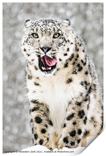 Snow Leopard in Snow Storm VII Print by Abeselom Zerit