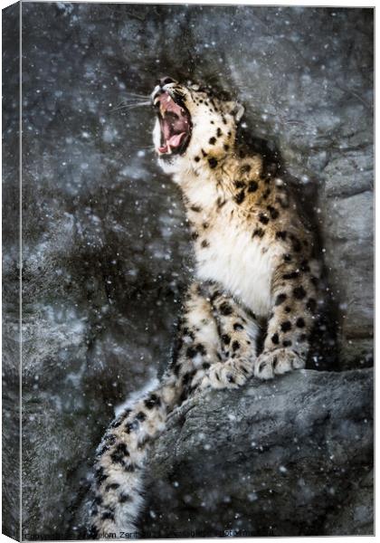 Snow Leopard In Snow Storm Canvas Print by Abeselom Zerit