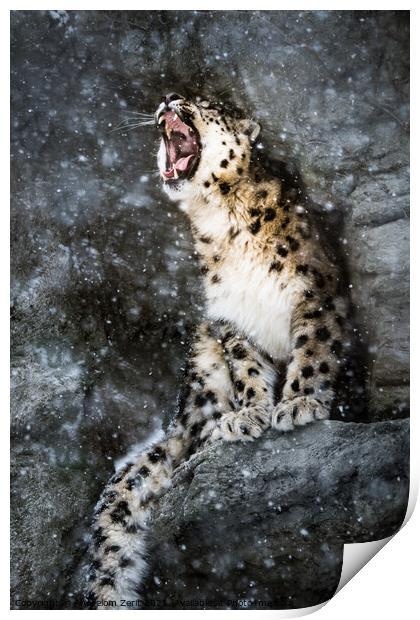 Snow Leopard In Snow Storm Print by Abeselom Zerit