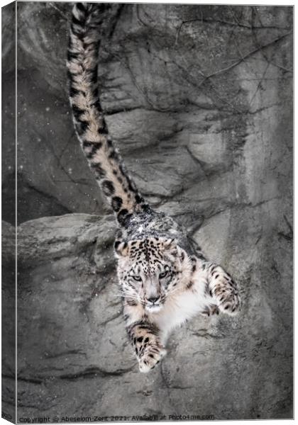 Snow Leopard Wall Bounce Canvas Print by Abeselom Zerit