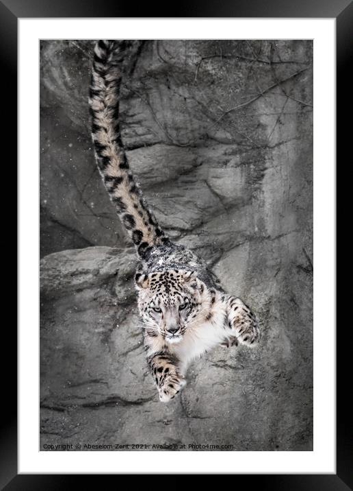 Snow Leopard Wall Bounce Framed Mounted Print by Abeselom Zerit