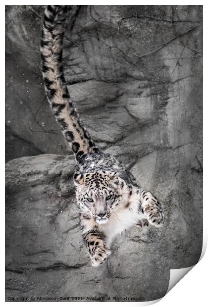 Snow Leopard Wall Bounce Print by Abeselom Zerit