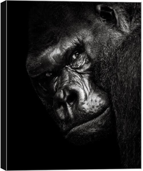 Western Lowland Gorilla BW Canvas Print by Abeselom Zerit