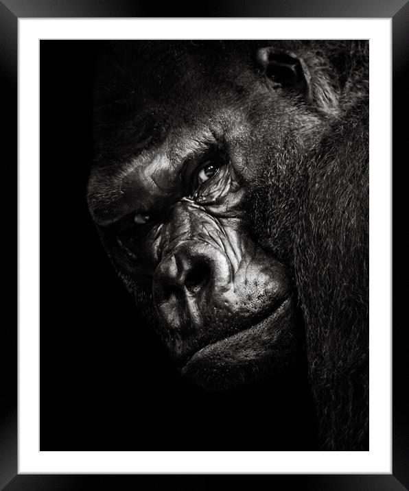 Western Lowland Gorilla BW Framed Mounted Print by Abeselom Zerit