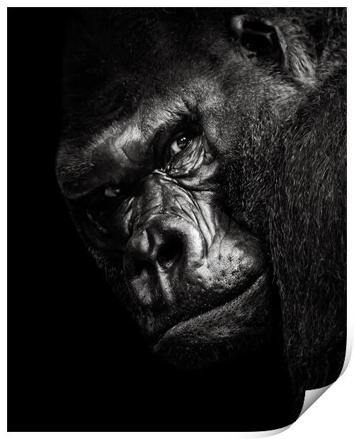 Western Lowland Gorilla BW Print by Abeselom Zerit
