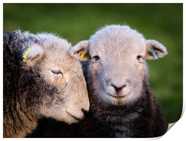 Herdwick Sheep. Print by Colin Allen