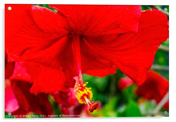 Red Painted Lady Tropical Hibiscus Flower Easter Island Chile Acrylic by William Perry
