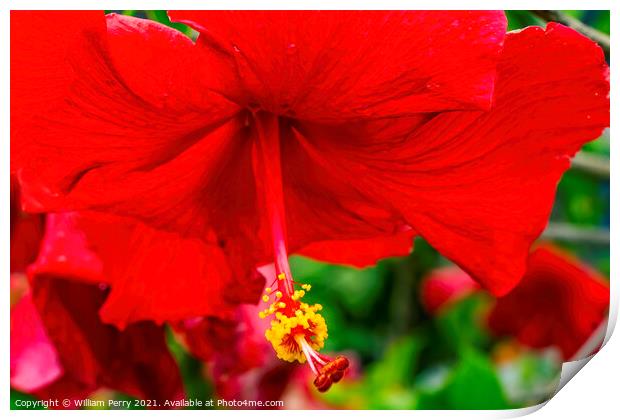 Red Painted Lady Tropical Hibiscus Flower Easter Island Chile Print by William Perry