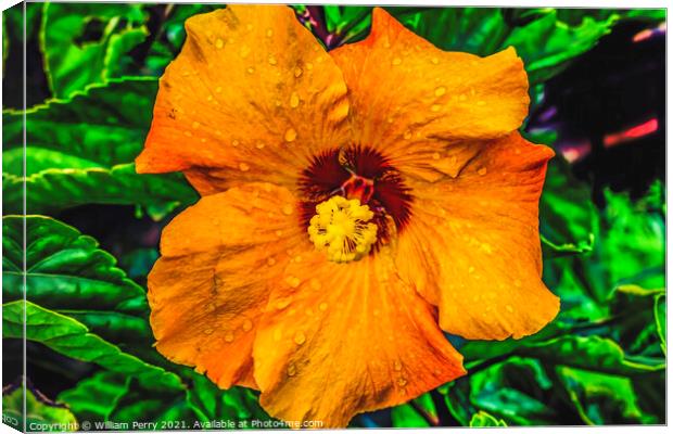 Orange Gold Brown Tropical Hibiscus Flower Easter Island Chile Canvas Print by William Perry