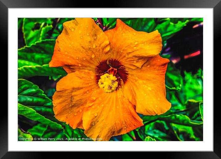 Orange Gold Brown Tropical Hibiscus Flower Easter Island Chile Framed Mounted Print by William Perry