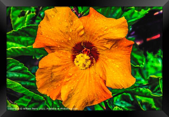 Orange Gold Brown Tropical Hibiscus Flower Easter Island Chile Framed Print by William Perry