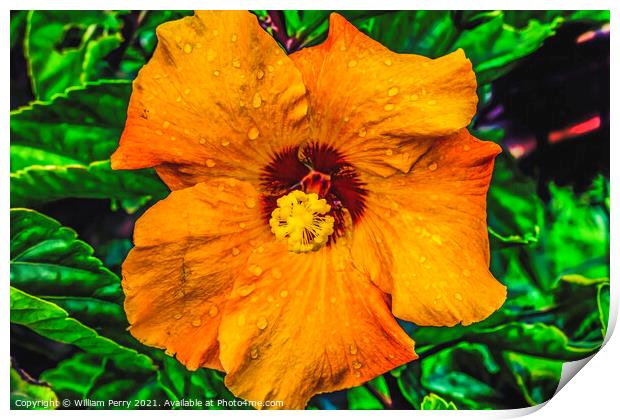 Orange Gold Brown Tropical Hibiscus Flower Easter Island Chile Print by William Perry