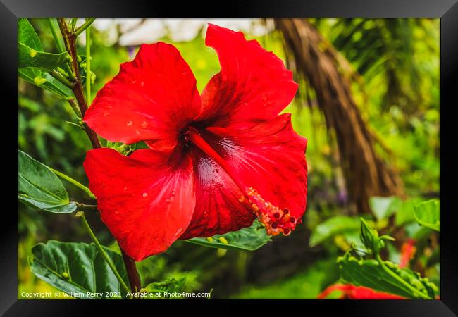 Red Painted Lady Tropical Hibiscus Flower Easter Island Chile Framed Print by William Perry