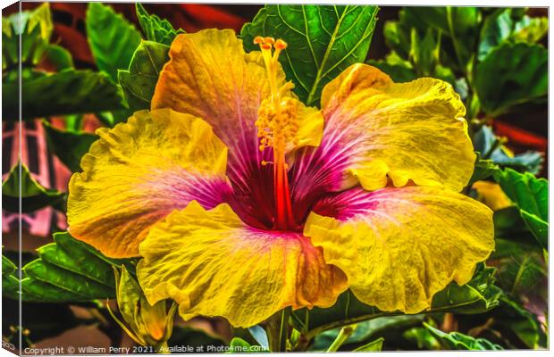 Golden Yellow Pink Tropical Hibiscus Flower Easter Island Chile Canvas Print by William Perry