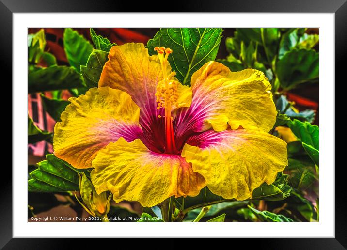 Golden Yellow Pink Tropical Hibiscus Flower Easter Island Chile Framed Mounted Print by William Perry