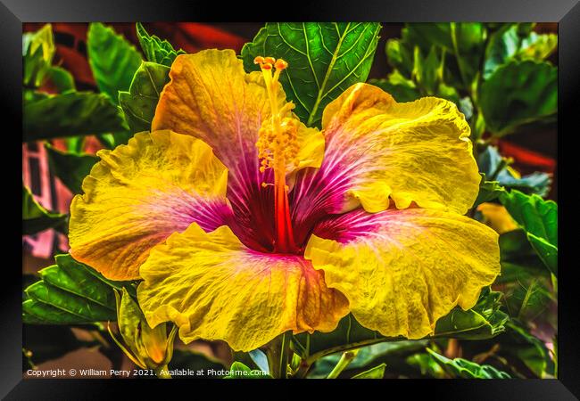 Golden Yellow Pink Tropical Hibiscus Flower Easter Island Chile Framed Print by William Perry