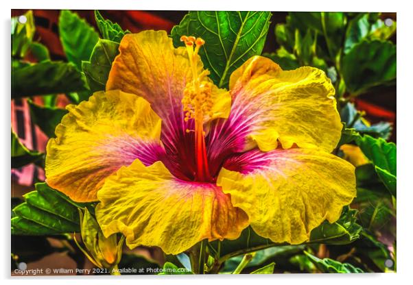 Golden Yellow Pink Tropical Hibiscus Flower Easter Island Chile Acrylic by William Perry