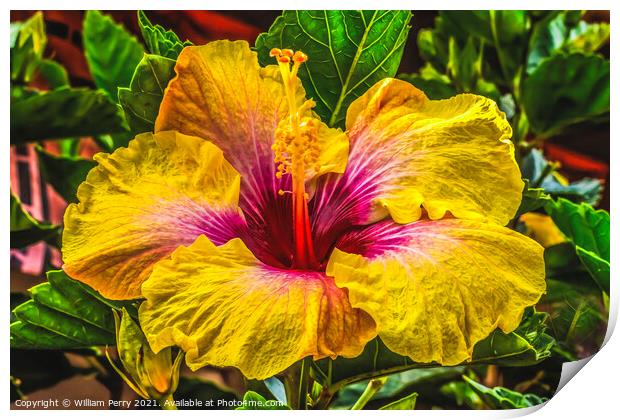 Golden Yellow Pink Tropical Hibiscus Flower Easter Island Chile Print by William Perry