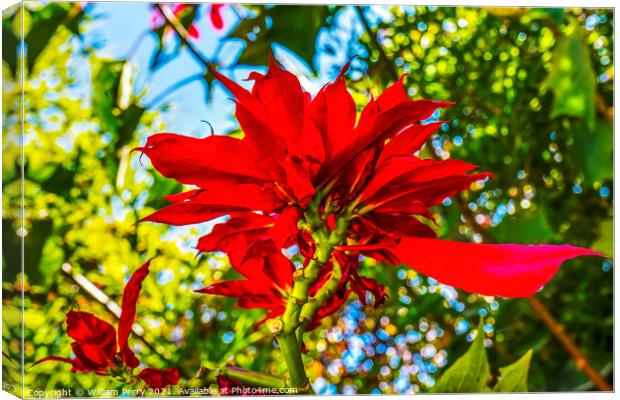 Red Poinsettia Blooming Macro Puebla Mexico Canvas Print by William Perry