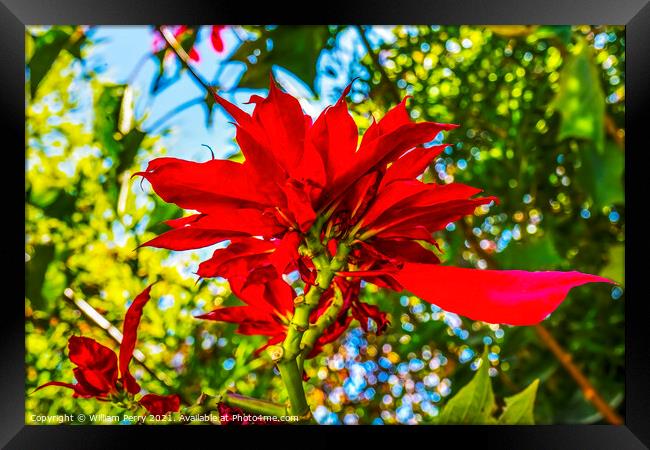 Red Poinsettia Blooming Macro Puebla Mexico Framed Print by William Perry