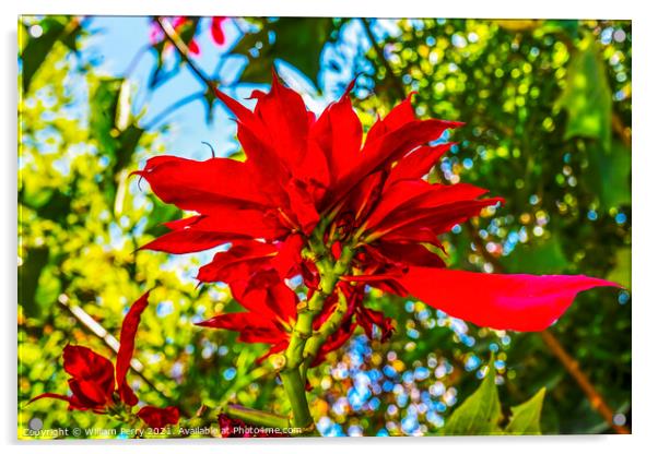 Red Poinsettia Blooming Macro Puebla Mexico Acrylic by William Perry