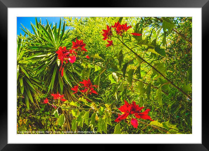 Red Poinsettia Blooming Macro Puebla Mexico Framed Mounted Print by William Perry