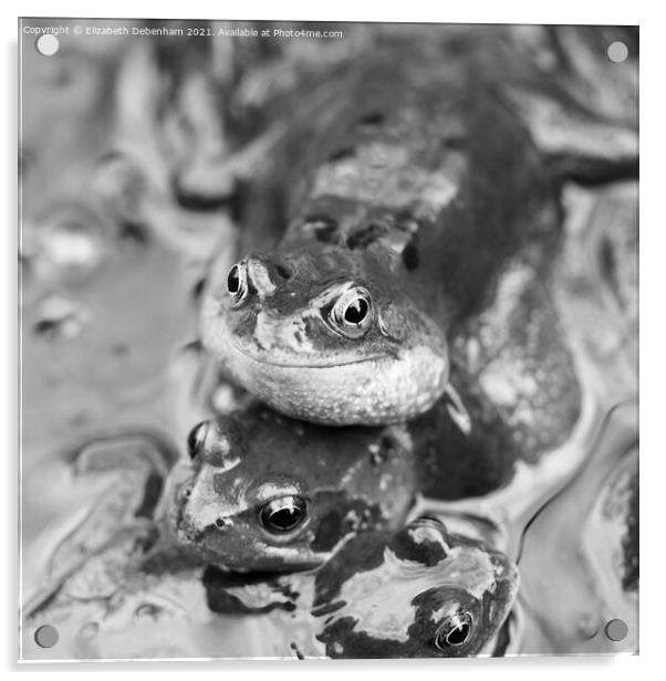 Croaking Frog Acrylic by Elizabeth Debenham