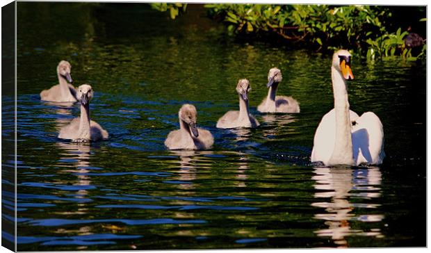 Swan with Cygnets Canvas Print by val butcher