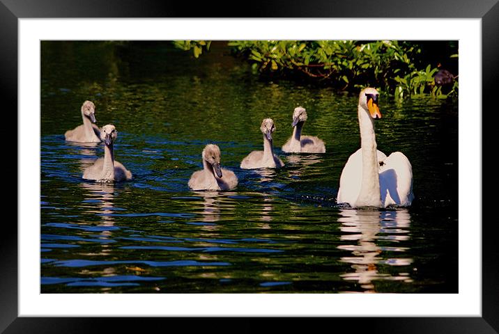 Swan with Cygnets Framed Mounted Print by val butcher