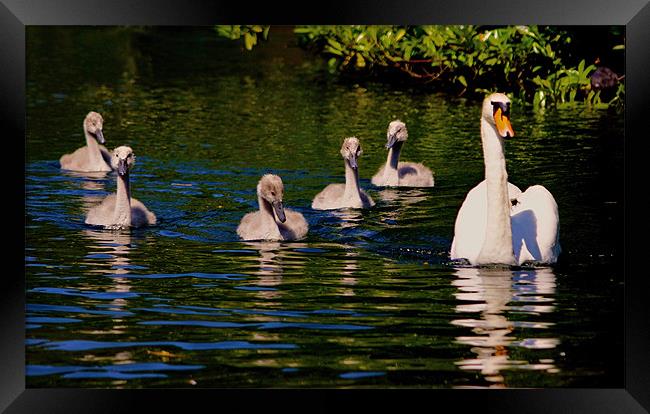 Swan with Cygnets Framed Print by val butcher