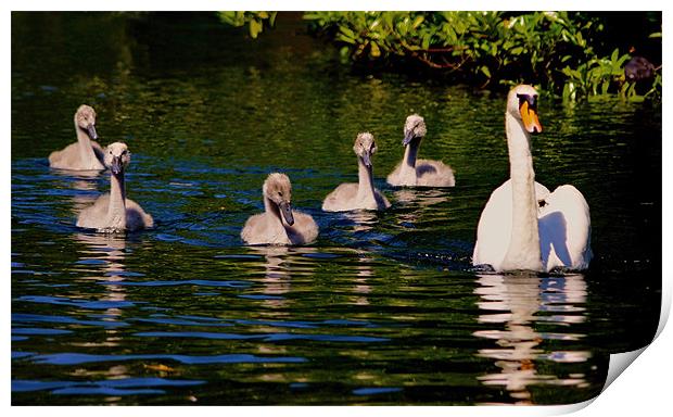 Swan with Cygnets Print by val butcher