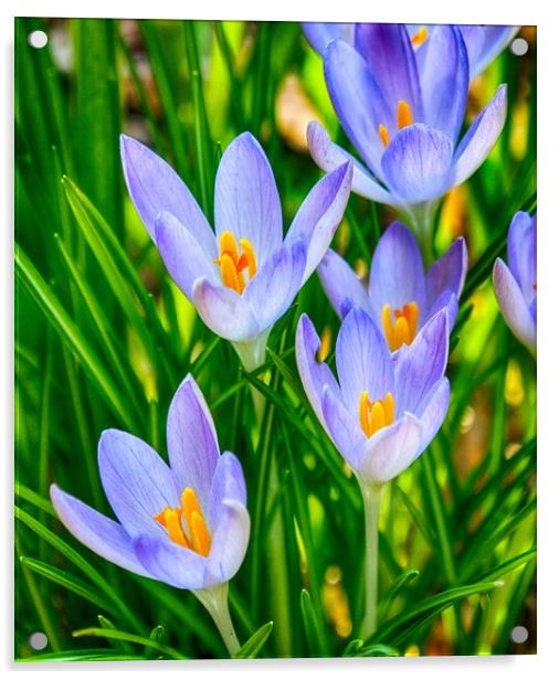 Crocus Flowers Acrylic by Clive Eariss