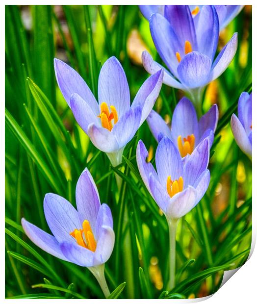 Crocus Flowers Print by Clive Eariss