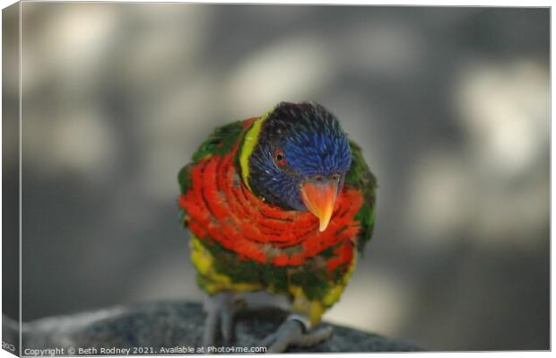 Lorikeet Canvas Print by Beth Rodney