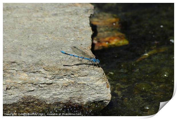 Blue Damselfly Print by Beth Rodney