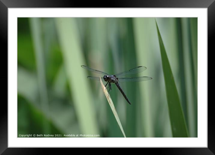 Dragonfly Framed Mounted Print by Beth Rodney