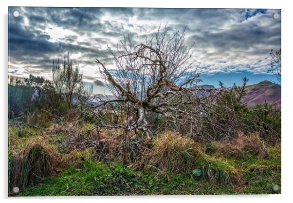 Fallen Tree at Derwent Water Acrylic by Scott Somerside
