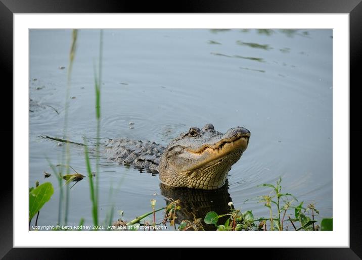 American Alligator Framed Mounted Print by Beth Rodney