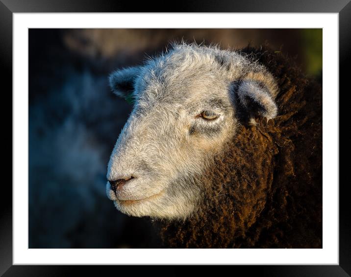 Herdwick Sheep - Portrait. Framed Mounted Print by Colin Allen