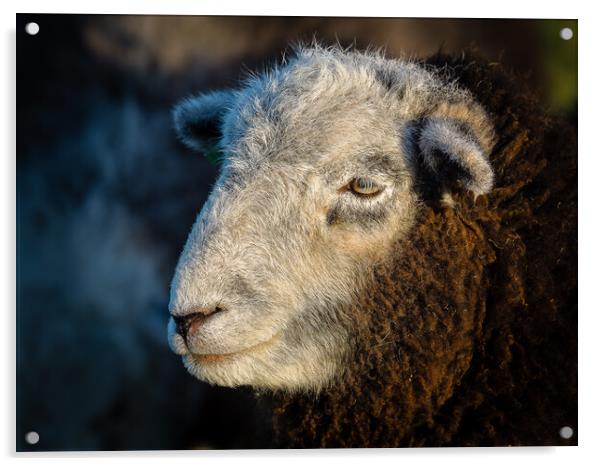 Herdwick Sheep - Portrait. Acrylic by Colin Allen