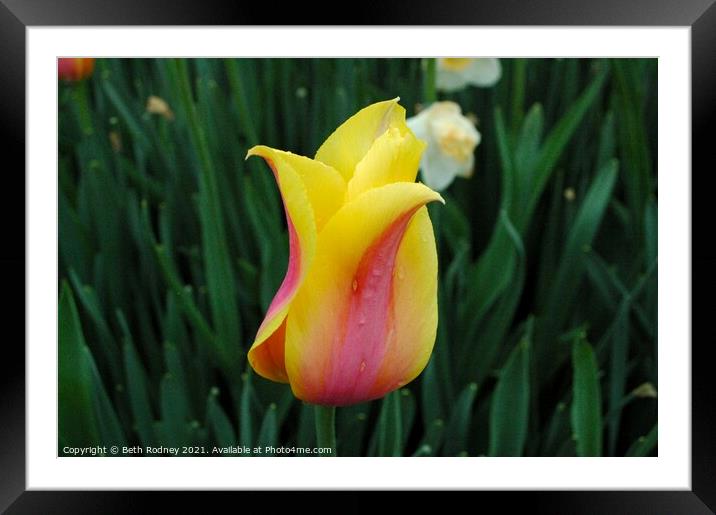 Tulip after rain Framed Mounted Print by Beth Rodney