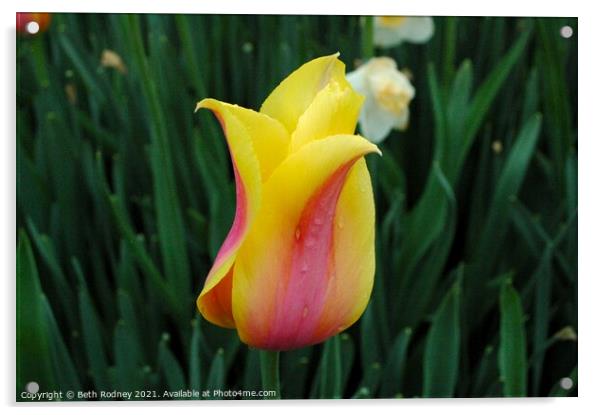 Tulip after rain Acrylic by Beth Rodney
