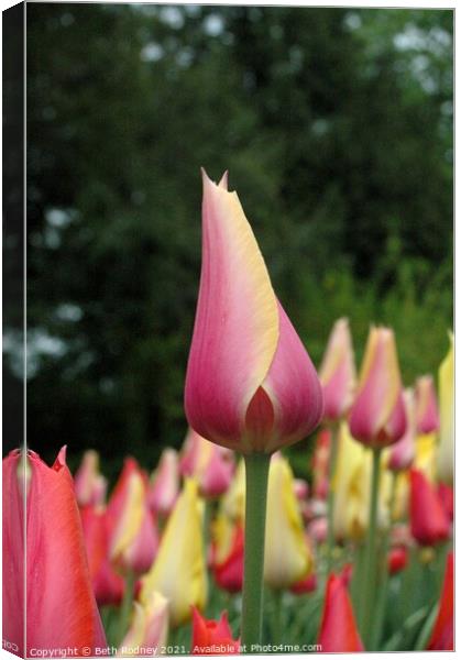 New tulip Close-up Canvas Print by Beth Rodney