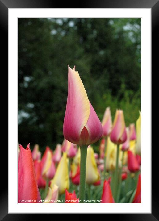New tulip Close-up Framed Mounted Print by Beth Rodney