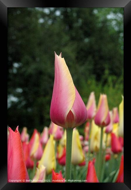 New tulip Close-up Framed Print by Beth Rodney