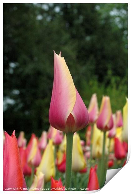 New tulip Close-up Print by Beth Rodney