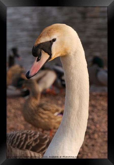 A close up of a swan next to a bird Framed Print by rawshutterbug 