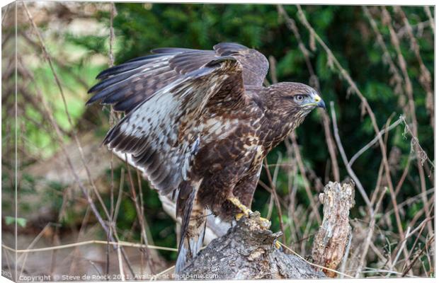 Common Buzzard; Buteo Buteo Canvas Print by Steve de Roeck