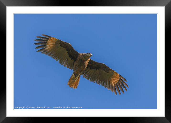 Caracara In Flight Framed Mounted Print by Steve de Roeck