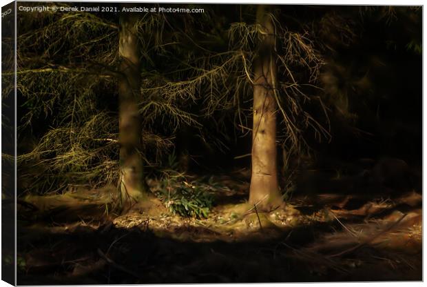 Sunlit Trees in a Dark Forest Canvas Print by Derek Daniel